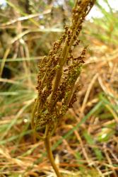 Botrychium biforme. Close-up of fertile lamina showing sessile sporangia on the lamina branches.
 Image: L.R. Perrie © Leon Perrie 2014 CC BY-NC 3.0 NZ